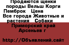 Продаются щенки породы Вельш Корги Пемброк › Цена ­ 40 000 - Все города Животные и растения » Собаки   . Приморский край,Арсеньев г.